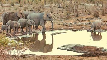 Elefant in der Nähe von Gewässern foto