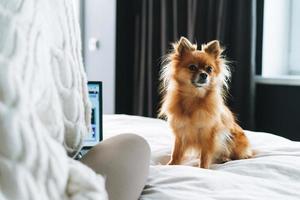 kleine hübsche rote pommersche hundeära, die junge frau im bett zu hause arbeitet foto