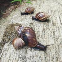 Schnecke im Garten foto