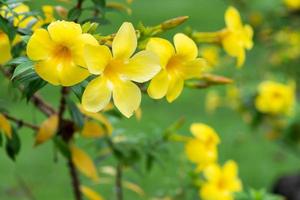 gelb blühende pflanze namens allamanda, allamanda cathartica, die in amerika beheimatet ist foto