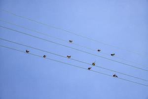 Viele Vögel sitzen auf dem Stromkabel. Blick nach oben, horizontal. foto