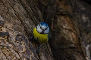 Blaumeise auf einer Baumrinde foto