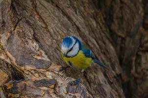 Blaumeise auf einem Baum foto