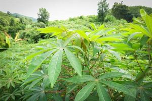 Grüne Blätter Maniok auf Astbaum in der Maniok-Feld-Landwirtschaftsplantage foto