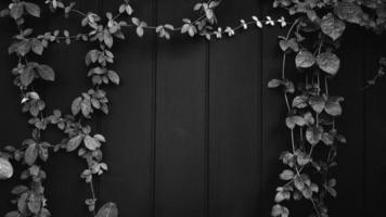graue Weinrebe, Efeu, Liane, Kletterer oder Schlingpflanze wachsen auf schwarzer Holzwand mit Kopierraum in der Mitte oder in der Mitte. Schönheit in der Natur und natürlich. graue Blätter auf Tapeten oder bemaltem Holzhintergrund. foto