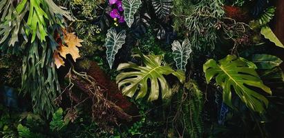 grüne Schlingpflanze, Rebe oder Efeu, purpurroter oder violetter Orchideen-Riesenphilodendron und Monsterblätter und Blumenwand für den Hintergrund. natürliche Tapeten oder Naturmuster. Frische