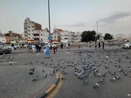 medina, saudi-arabien, dezember 2022 - ein taubenschwarm auf der straße vor der bilal-moschee ist damit beschäftigt, getreide zu essen. foto