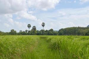 grüne Reisfarm und Palme und Berg foto