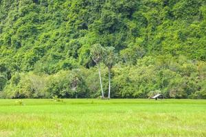 Reis wächst wild auf einer wunderschönen Farm in Thailand