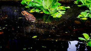 ein schöner Frosch auf dem Wasser foto