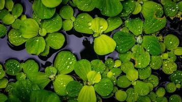 Pistia-Stratiotes-Pflanzen, die auf dem Wasser schwimmen foto