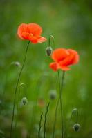 rote Mohnblumen auf grünem Hintergrund foto