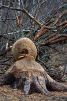 Biber arbeitet im Wald foto