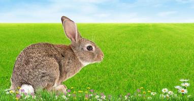 kaninchen, niedlicher kleiner osterhase auf der wiese, kaninchen auf grünem gras in idyllischer frühlingslandschaft, breites banner für dekorative gestaltung foto