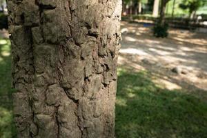 natürliche rindenholzstruktur mit kopierraum. abstrakter Hintergrund. foto
