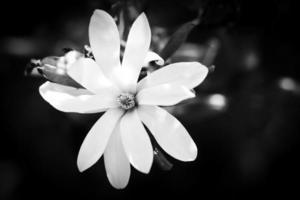 weiße Blütenblätter einer Blume mit schwarzem Hintergrund. schwarz-weiß abgebildet. Blumen isoliert foto
