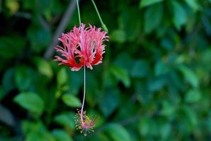 Blume Koralle Hibiskus ist rot, die Spitze der Blume hängt nach unten, die 5-blättrigen Blütenblätter schlagen nach oben und der Rand der Blütenblätter ist tief konkav wie eine Rüsche. foto