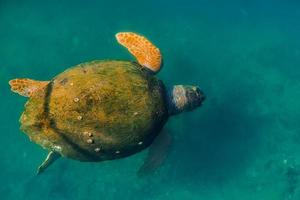 Grüne Meeresschildkröte mit einer mit Algen bewachsenen Schale, Tiere des Mittelmeers. Schildkröte - Caretta Caretta Draufsicht des selektiven Fokus foto