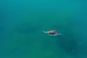 Grüne Meeresschildkröte taucht aus dem Mittelmeer auf, um Luft an der Meeresoberfläche einzuatmen. Schildkröte - Caretta Caretta selektiver Fokus foto