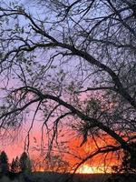 Baum und Sonnenuntergang foto