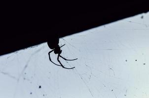 Silhouette einer riesigen tropischen Spinne auf einem Netz foto