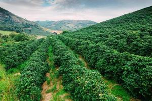 Blick auf Arabica-Kaffeepflanzen in Minas Gerais, Brasilien foto
