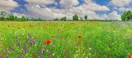 Panoramablick über bunte Blumenfelder im Frühling foto