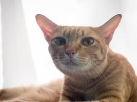 Nahaufnahme der süßen orangefarbenen Katze, die sich am Morgen mit Sonnenlicht auf dem Sofa entspannt foto