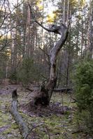 Ein alter gebrochener sterbender Baum im Wald ist ein Symbol für Alter, Macht und Tod foto
