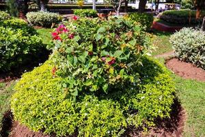 Bougainvillea-Pflanzen schmücken den Schmelzgarten der Stadt Semarang foto