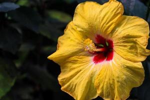 hibiskusblüte hibiscus rosa-sinensis l ist ein strauch aus der familie der malvaceae, der aus ostasien stammt und als zierpflanze in tropischen und subtropischen regionen weit verbreitet ist. foto