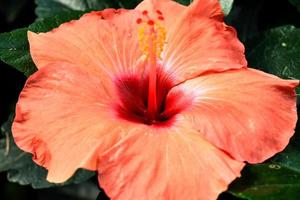 hibiskusblüte hibiscus rosa-sinensis l ist ein strauch aus der familie der malvaceae, der aus ostasien stammt und als zierpflanze in tropischen und subtropischen regionen weit verbreitet ist. foto