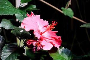 hibiskusblüte hibiscus rosa-sinensis l ist ein strauch aus der familie der malvaceae, der aus ostasien stammt und als zierpflanze in tropischen und subtropischen regionen weit verbreitet ist. foto
