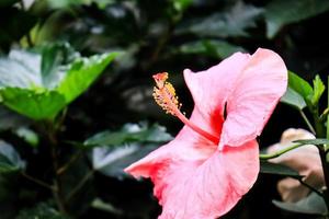 hibiskusblüte hibiscus rosa-sinensis l ist ein strauch aus der familie der malvaceae, der aus ostasien stammt und als zierpflanze in tropischen und subtropischen regionen weit verbreitet ist. foto