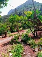 Wanderweg im Grünen foto