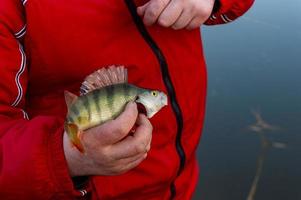 ein Streifenbarsch, der in den Händen eines Fischers gefangen wurde. Forellenbarsch. foto