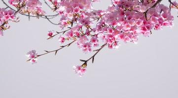 weicher fokus schöne rosa kirschblüten sakura mit erfrischung am morgen in japan foto