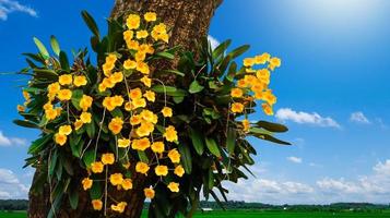 gelbe Orchideenblüten auf Baumstamm foto