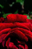 blühende schöne bunte frische rose mit tau auf blütenblättern foto