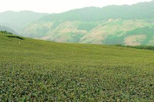 Feldlandschaft des grünen Tees bei doi mae salong, chiangrai thailand. Extrakt aus grünen Teeblättern bereit zur Ernte foto