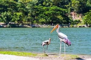 Vogelpaar bemalter Storch geht auf Nahrungssuche foto