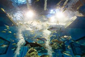 Aquarium mit Süßwasserfischen foto