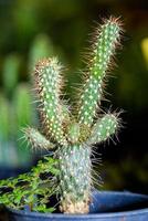 nahaufnahme grüne kleine kaktuspflanze foto