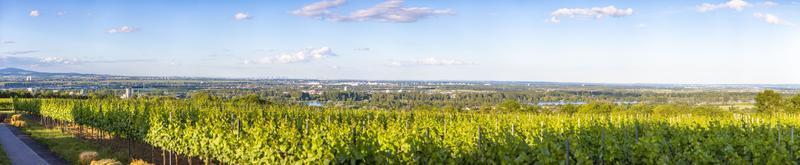 Panoramablick über das Rhein-Main-Gebiet und Frankfurt vom Weinberg bei Mainz in Deutschland im Sommer foto