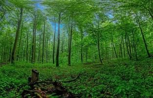 Blick in einen dichten grünen Wald am Abend foto