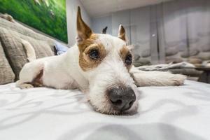 Weitwinkelporträt eines entspannten Parson-Russell-Terriers foto
