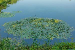 Bild eines Seerosenfeldes mit offenen Blüten in einem Teich in der Nähe von Darmstadt, Südhessen, Deutschland foto