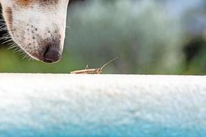 Nahaufnahme einer Hundeschnauze, die neugierig an einer Gottesanbeterin schnüffelt foto