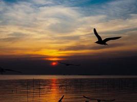 Vogelschwarm fliegt über der Meeresoberfläche. Vogel fliegt zurück zum Nest im natürlichen Meer und im goldenen Himmelshintergrund während des schönen Sonnenuntergangs. foto