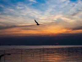 Vogelschwarm fliegt über der Meeresoberfläche. Vogel fliegt zurück zum Nest im natürlichen Meer und im goldenen Himmelshintergrund während des schönen Sonnenuntergangs. foto